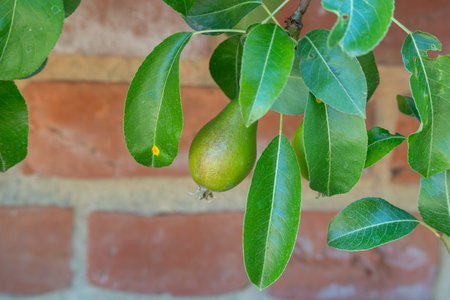 A single young pear hangs freely on a branch in front of a wall. The leaves frame the still unripe fruit.の写真素材