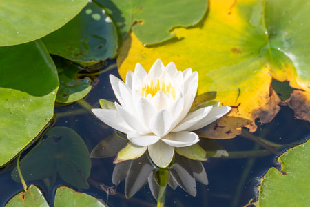 White water lily Nymphaea in front of a yellow-green leaf, reflected in the water. A detailed image full of contrast and elegance.の写真素材