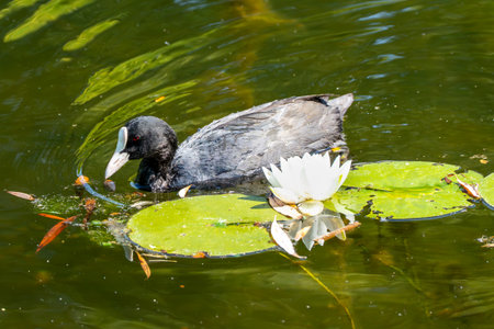 The moorhen glides elegantly on the water, observing a white water lily. Sunlight illuminates the scene.の写真素材