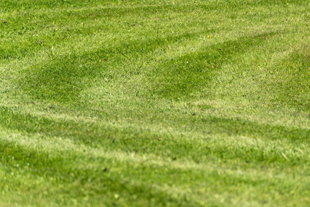 Mowing lines run in a wave shape across a well-kept lawn. The image shows natural care and order in...