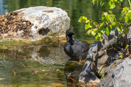 A black waterbird stands on the bank of a clear pond. Surrounded by stones and plants, it enjoys the tranquilityの写真素材
