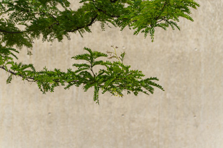 Understated tree branch with fresh green pinnate leaves extends across a muted backdrop. Intricate foliage pattern against concrete.の写真素材