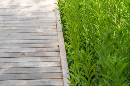 A wooden boardwalk edge runs alongside tall green grasses, bathed in warm sunlight. Serene path in a shaded wetland setting.の写真素材