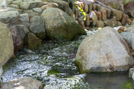 Stream with large stones. A natural stream winds its way through smooth, mossy rocks. The water is...