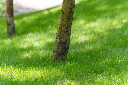 Slanted Tree Trunk in the Park. A young, slanting tree stands on a green lawn. The scene appears peaceful and close to nature.の写真素材