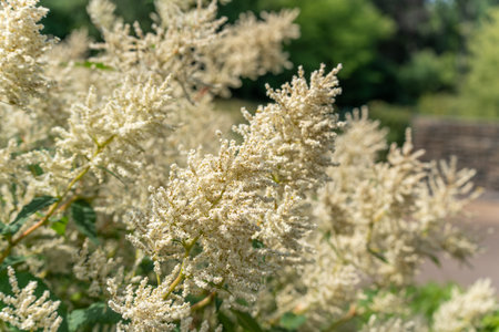 Japanese Knotweed. White flower spikes of the Japanese knotweed dominate the image. The plant is invasive, but beautifully presented here.の写真素材