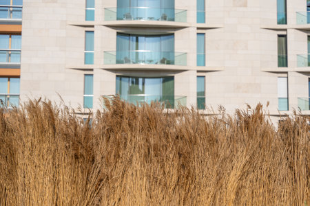 Bundled reeds in the foreground, modern facade with balconies and glass in the background. Contrast between natural material and urban residential building.の写真素材
