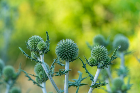 Close-up of spherical, spiky green plants with a soft bokeh background. The thistle-like shapes and cool tones give the image a bold and artistic look.の写真素材