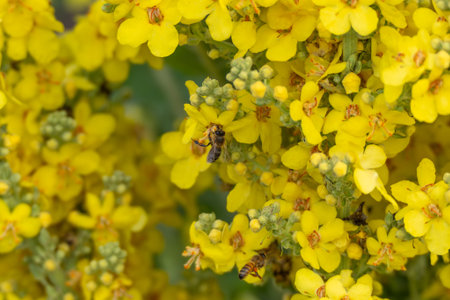 Two bees are captured mid-action on yellow flower petals, collecting nectar. The tightly framed shot highlights their delicate wings and fuzzy bodies.の写真素材
