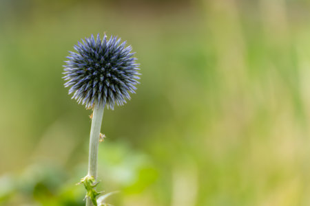 A single blue globe thistle stands tall against a soft green background. Its round spiky bloom looks sculptural and precise in close-up.の写真素材