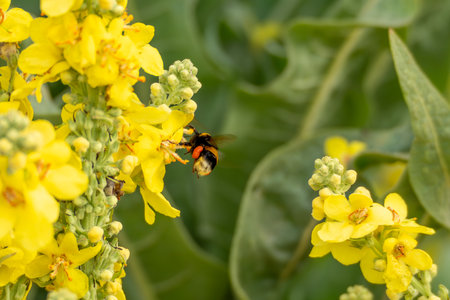 Bumblebee on yellow flower. A bumblebee collects nectar from a vivid yellow flower on a mullein stalk. The image captures pollen sacs clearly on its legs.の写真素材