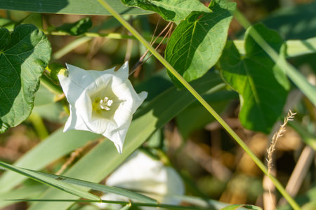 A single white morning glory flower opens among green leaves and grass. The petals catch the light with soft shadows creating natural depth.の写真素材