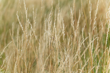 Slender blades of grass stand still in the golden light. The image focuses on individual grasses and creates a tranquil atmosphere.の写真素材