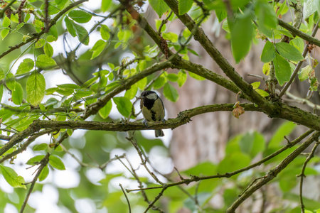The great tit waits on a branch with a caterpillar, framed by dense leaves. The photo captures a moment of stillness before flight.の写真素材