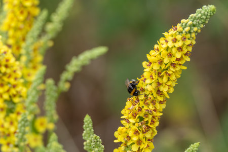 A bumblebee collects nectar from a yellow flower spike. The colors are rich and the scene appears vibrant.の写真素材