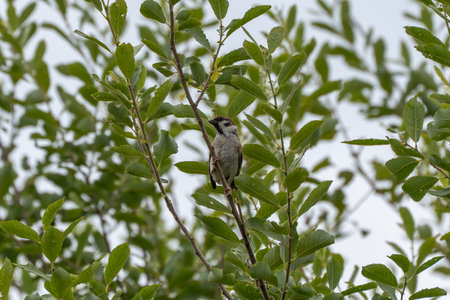 A sparrow rests on a thin branch, looking to the side. The leaves around it appear fresh and vibrant.の写真素材