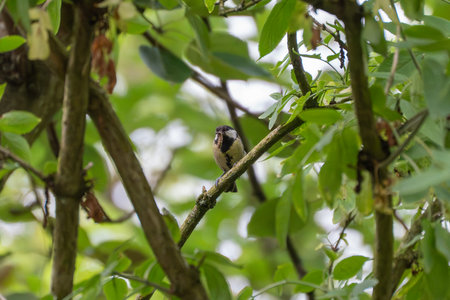 A great tit hides among dense branches with a caterpillar in its beak. The scene is shaded by lush green leaves.の写真素材