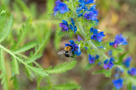 A bumblebee perches on bright blue flowers amidst green leaves. The scene demonstrates the close connection between flower and pollinator.の写真素材