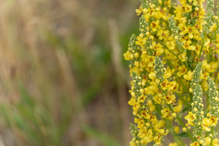 Yellow flowers are in full bloom and form a dense sea of blossoms. The focus is on the open blossoms in the center.の写真素材
