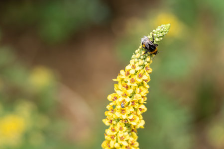 A bumblebee with glossy wings perches on a yellow inflorescence. The plant is in full bloom, surrounded by a blurred background.の写真素材