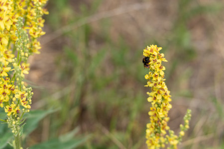 A bumblebee crawls on a yellow blossom. This scene demonstrates the interaction between insect and plant in its natural environment.の写真素材