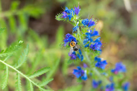 A bumblebee flies from flower to flower, searching for nectar. The blue-violet flowers contrast with the green background.の写真素材