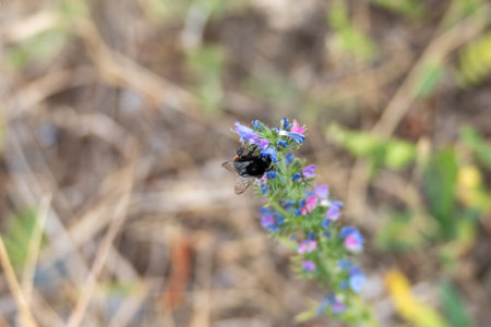 A dark bumblebee perches on a bluish-purple flower. The focus is on the bumblebee, while the background is gently blurred.の写真素材