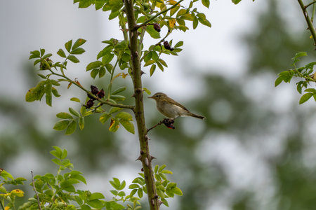 A small bird sits attentively on a thorny branch among green foliage. The background is softly blurred, highlighting the animal.の写真素材