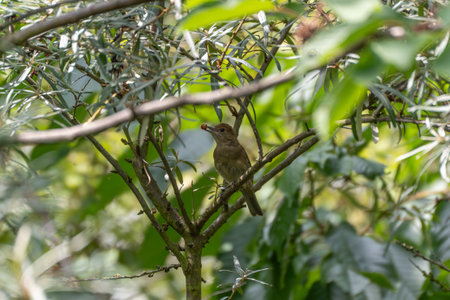 A small bird balances on a branch with a red berry in its beak. The scene is nestled amidst dense green foliage.の写真素材