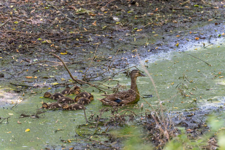 A duck leads her ducklings through a nearly dry pond covered in algae, surrounded by dead branches and mud. The scene shows the impact of water loss on wildlife habitats.の写真素材