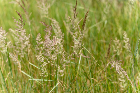 Delicate meadow grass sways in the wind, with vibrant colors against a soft background. The photograph demonstrates the diversity and structure of nature.の写真素材