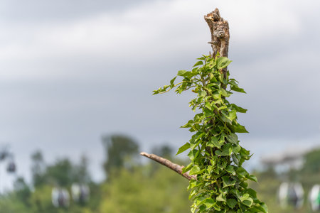 A climbing plant winds its way around a dead branch. In the background, gondolas and trees can be seen under a gray sky.の写真素材