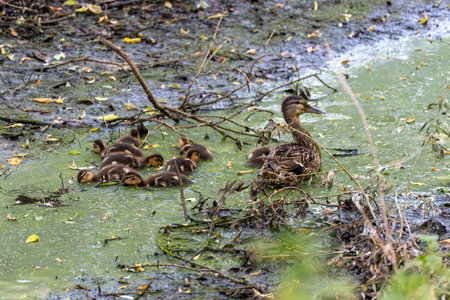 A mother duck and her ducklings navigate a shrinking, algae-covered pond surrounded by dry, cracked mud. The image highlights the effects of drought on natural water habitats.の写真素材