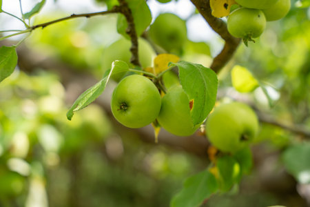 Two green apples hang next to each other, one showing a slightly damaged leaf. The colors appear vibrant and summery.の写真素材