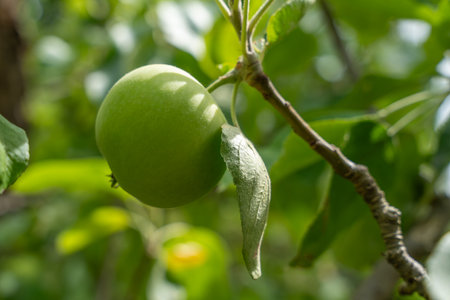A single apple in the sunlight, surrounded by blurry green leaves. The texture of the peel is clearly visible.の写真素材