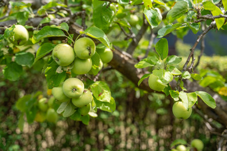 An apple tree full of green fruit under a blue sky. The branches bend under the weight of the ripe apples.の写真素材