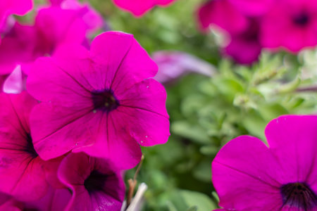 A sea of bright pink petunias fills the picture. The blossoms appear vibrant and convey summer energy.の写真素材