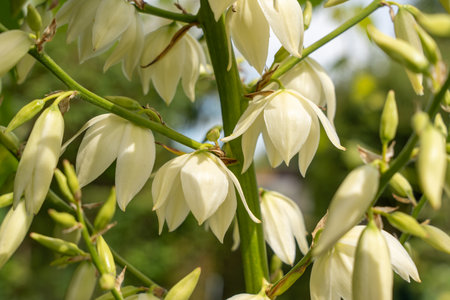 White, bell-shaped flowers of a yucca plant hang in full bloom. The leaves are delicate and slightly translucent.の写真素材