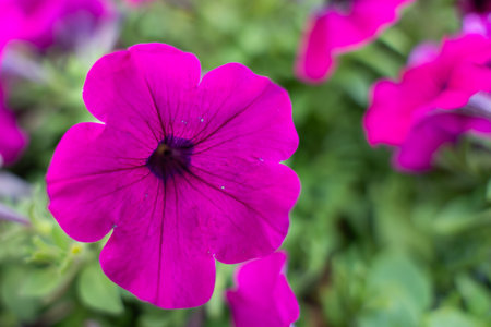 A vibrant pink petunia shines in the focus of the close-up. Its velvety texture stands out against the blurred green background.の写真素材