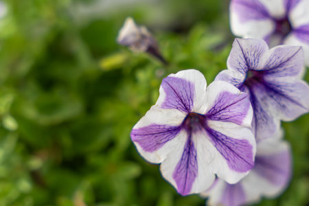 A close-up of a white-purple petunia shows its striking veins. The flower contrasts with the green background and appears delicate.の写真素材