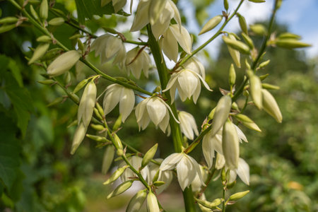 Yucca flowers with a green background. White yucca flowers hang in elegant clusters from a strong green stem. The photo shows flowers and buds in various stages of development.の写真素材
