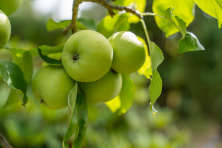 Ripe green apples hang from a branch, illuminated by sunlight. The close-up shows their smooth skin and healthy foliage.の写真素材