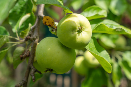 Two bright apples hang close together in the sunshine. Their smooth surfaces glisten in the light.の写真素材