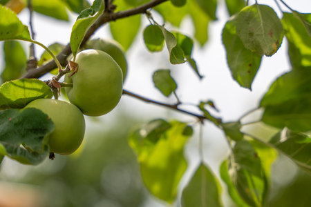 Individual apples hang from a slender branch, surrounded by light-filled leaves. The background blurs into soft green.の写真素材