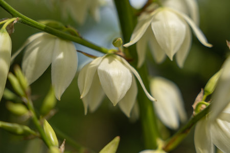 Close-up of the white flowers of a yucca plant. The focus is on the delicate surface of the petals.の写真素材
