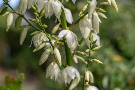 The white yucca blossoms contrast with the green background. Some blossoms are already open, others are still in bud.の写真素材