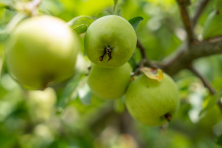 Several crisp apples hang closely together on a branch. The green color dominates, while sunlight illuminates the image.の写真素材