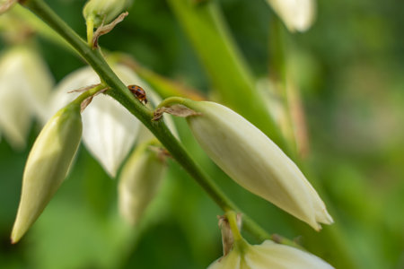 A ladybug crawls on the green stem between bright yucca buds. The scene captures a tranquil moment of nature in perfect harmony.の写真素材