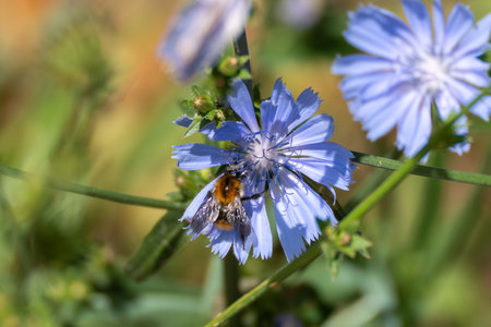 A bee sits on a blue wildflower, actively collecting pollen. The petals frame its small body in perfect symmetry.の写真素材