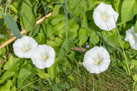 White Bindweed in Green Grass. Several open white bindweed flowers lie embedded in the dense greenery. The delicate shape of the flowers forms a strong contrast to the surroundings.の写真素材